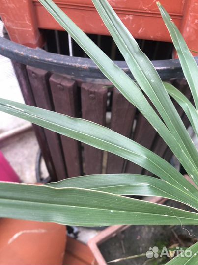 Колонны. Урны. как декорации