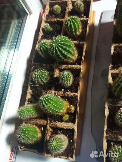 Кактус детки