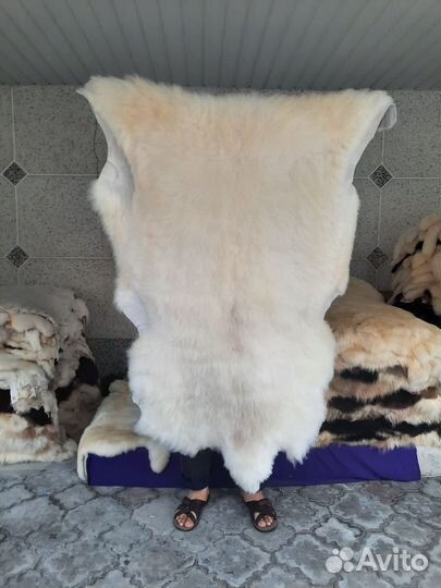 Овечьи шкуры натуральные овчины