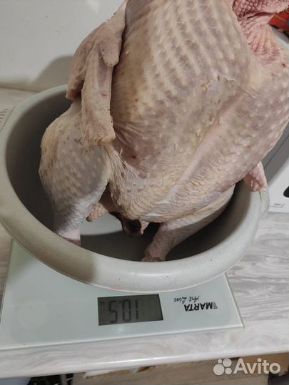 Домашнее мясо индюка индюшатина