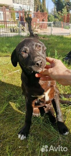 Чёрный лощеный мальчик щенок