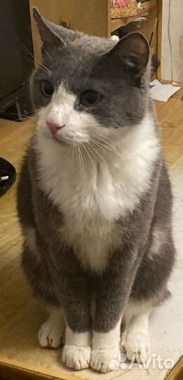 Котик в добрые руки