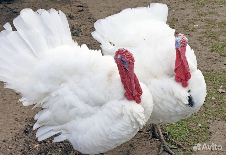 Индюшата хайбрид конвертер