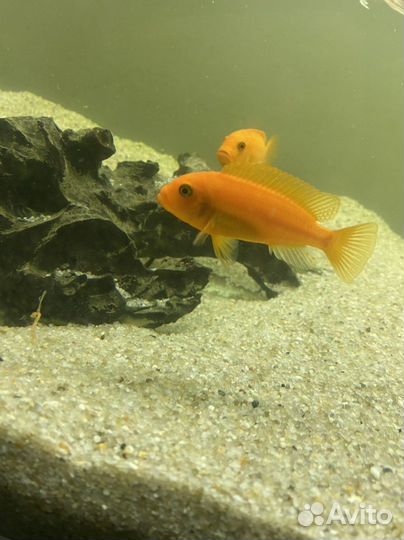 Мальки Цихлид