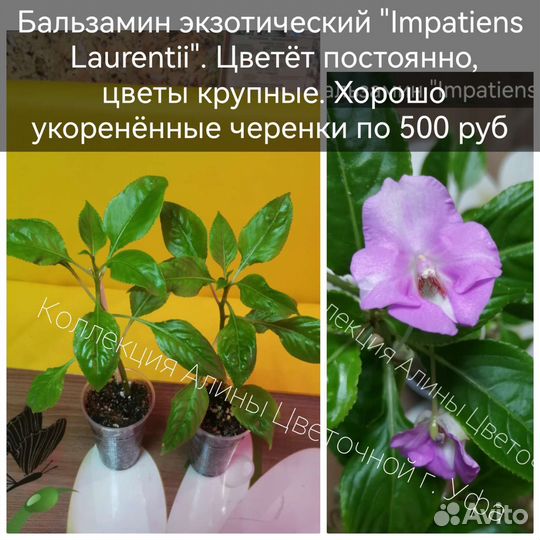 Экзотические бальзамины