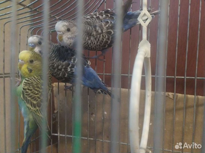 Птенцы волнистый попугай