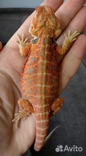 Бородатая агама (лат. Pogona vitticeps)