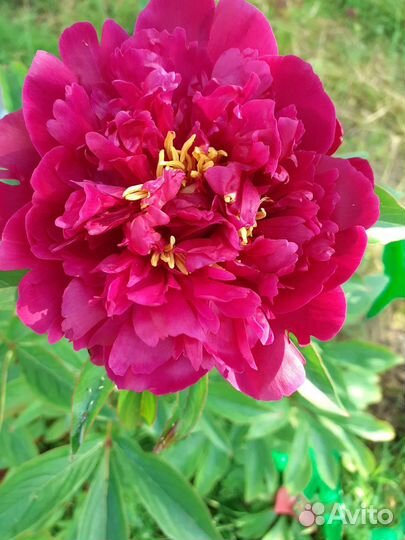 Пионы сортовые делёнки и кусты