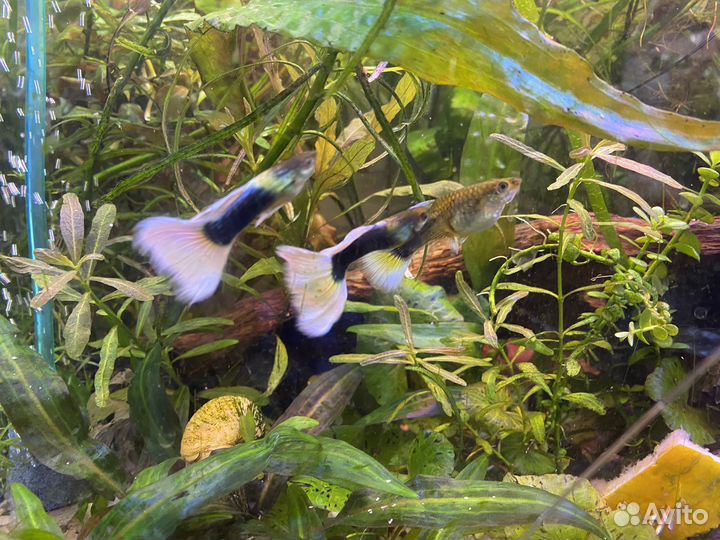 Аквариум 90л и Juwel 60л Корм Тетра