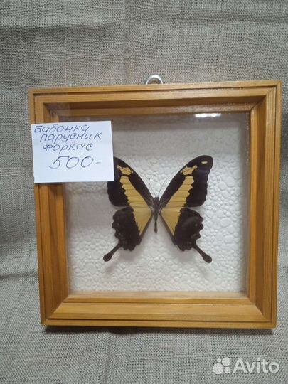 Бабочки в рамках