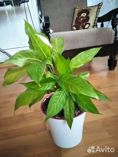 Спатифиллум