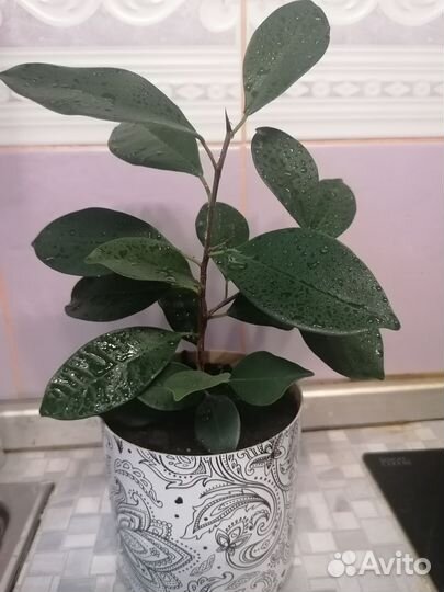 Фикус микрокарпа гинсенг