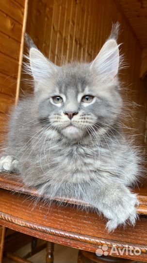 Котята мейн-кун