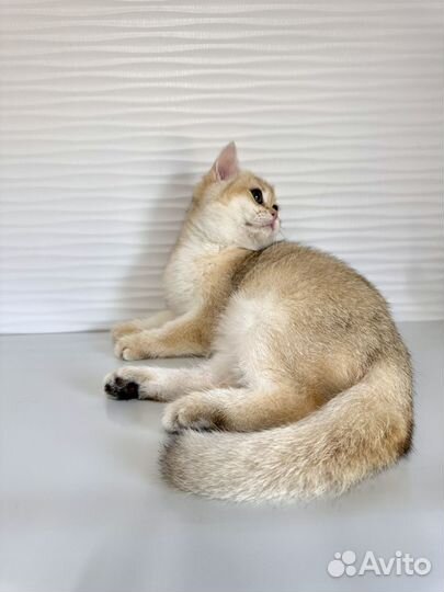 Британские котята