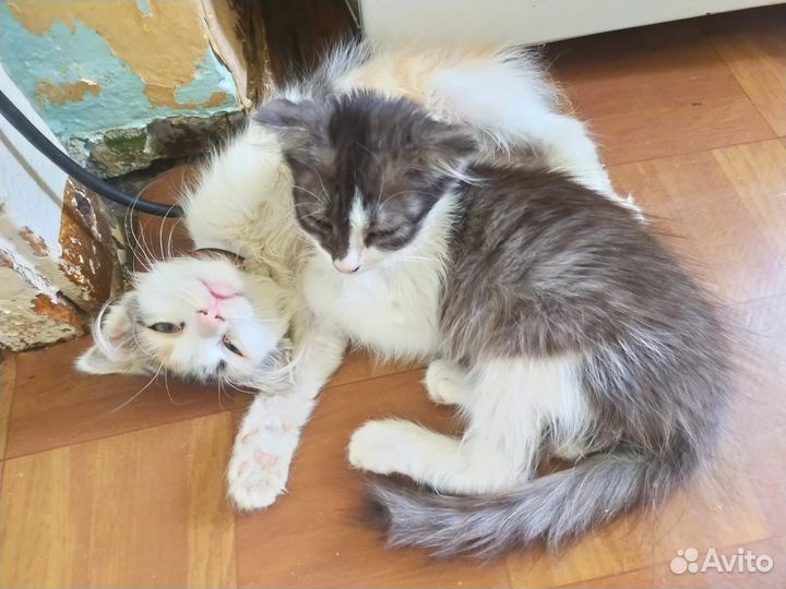 Трехцветное счастье в дар