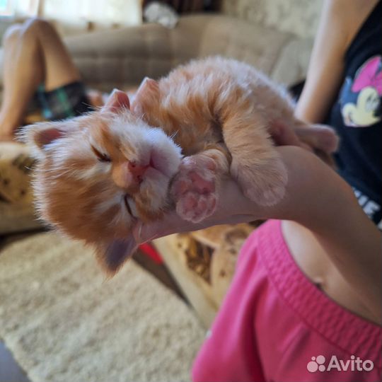 Котята мейн-кун