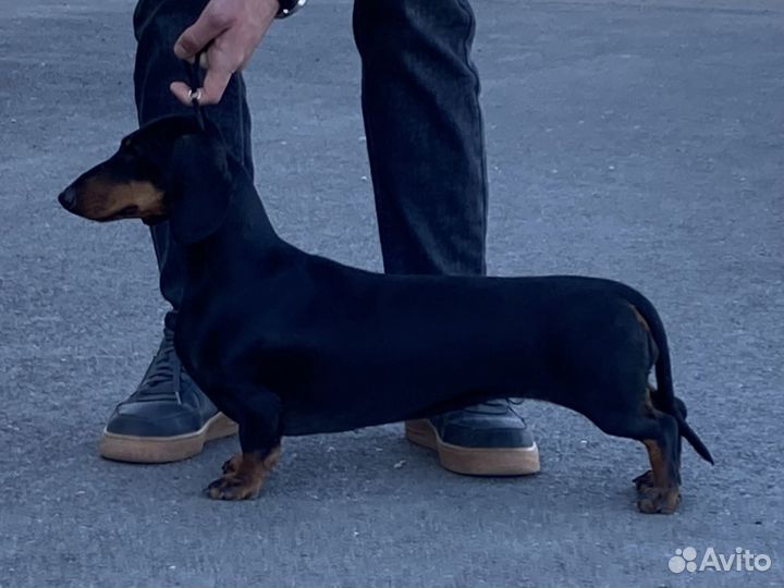 Хендлер, дрессировка, передержка