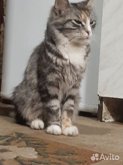 Кошки мейн-кун
