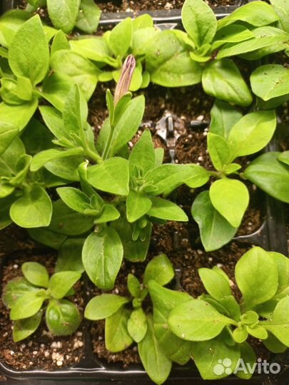 Цветы петунии рассада