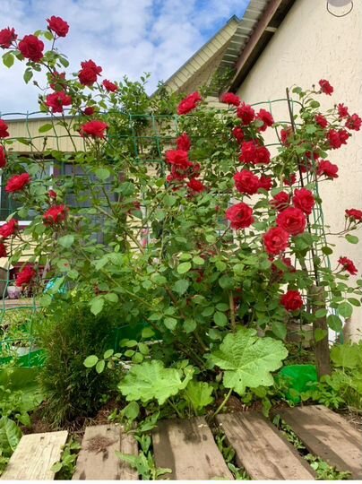 Дом 100 м² на участке 19 сот.