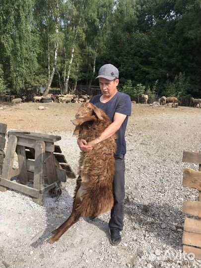 Бараны ягнятаовцы матки