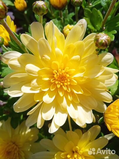 Хризантемы мультифлора