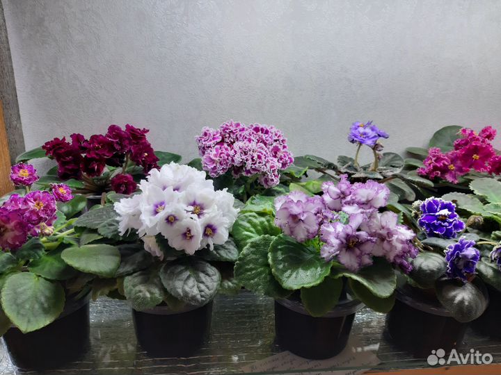 Сортовые фиалки