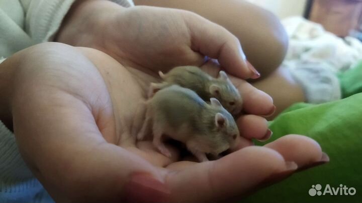 Джунгарские хомячки