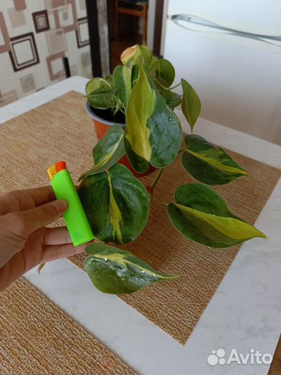 Филодендрон бразил, медуза(расписная леди)