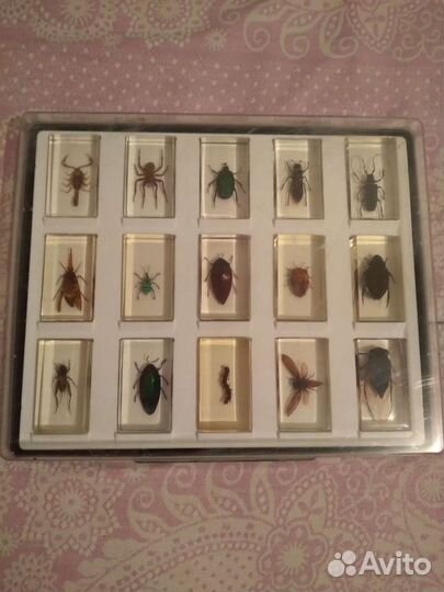 Насекомые и их знакомые