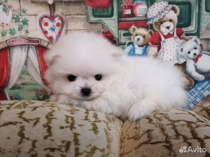 Померанский шпиц мини