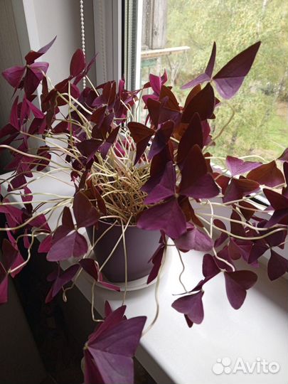 Кислица(бабочки)