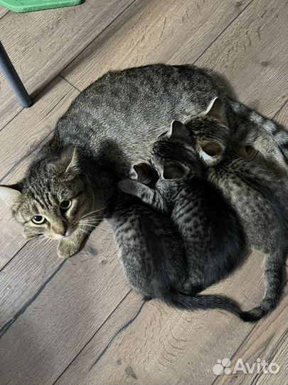 Отдам котят