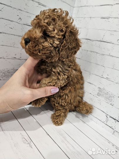 Той пудель щенки мини ред браун