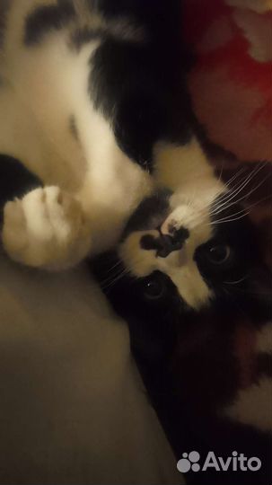 Кошки в добрые руки бесплатно