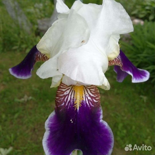 Очиток, мак садовый, ирисы королевские, флокс