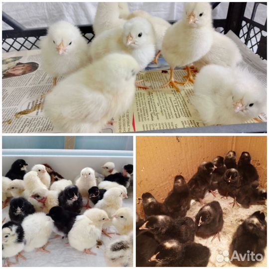 Цыплята бройлеры, доминанты и от домашних кур