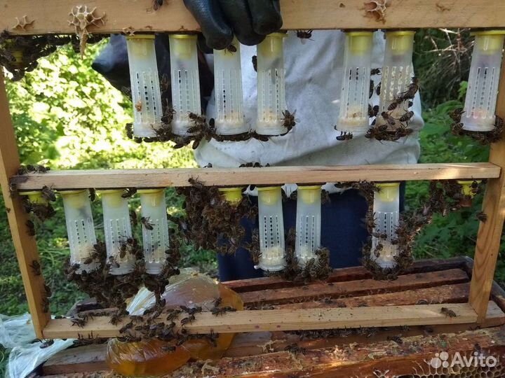 Матки,пчелы