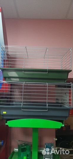 Морская свинка