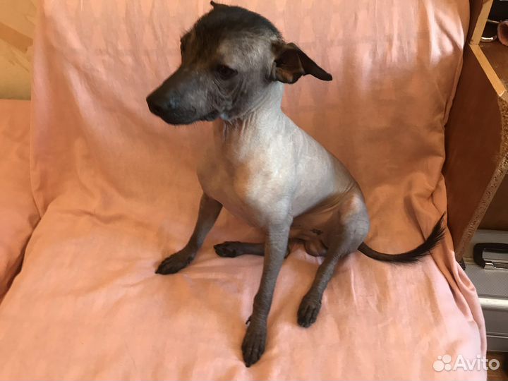 Ксолоинцкуинтли кобель