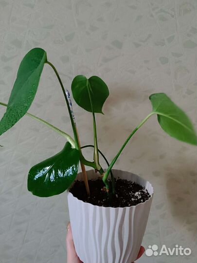 Монстера деликатесная