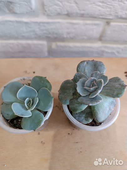 Суккуленты