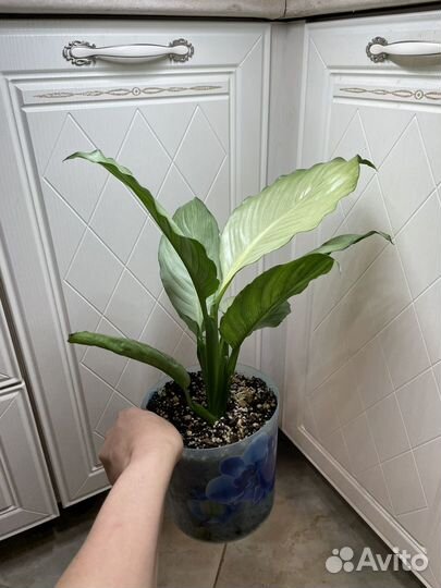 Спатифиллум сплит милк