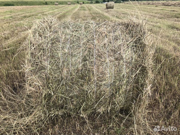 Сено в рулонах