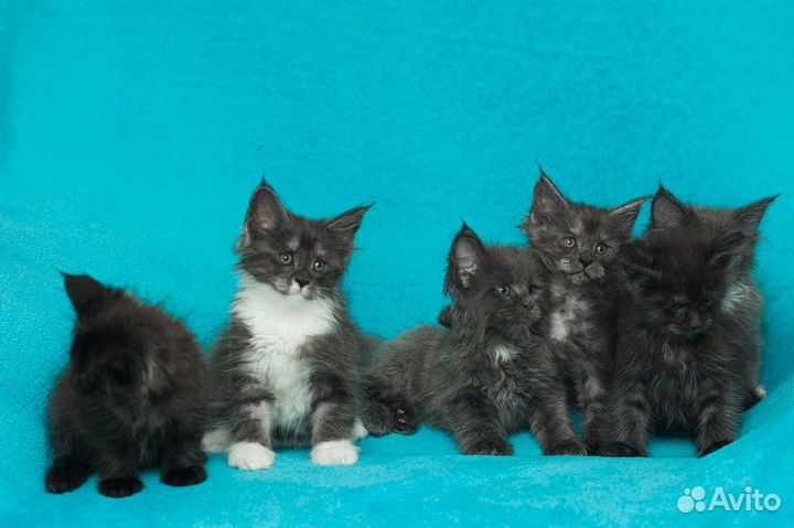 Котята мейн-кун. WCF
