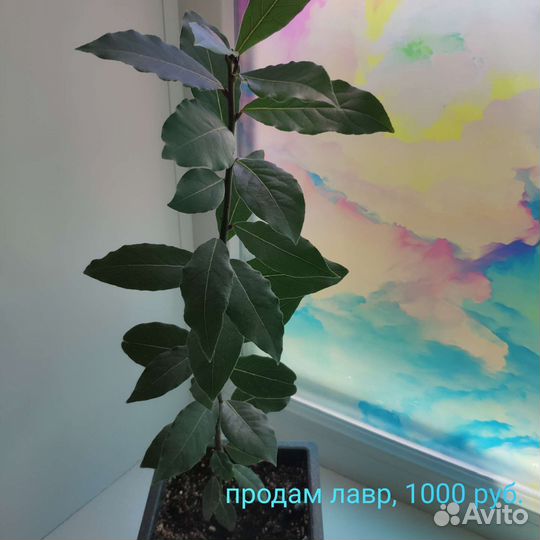 Лимонное дерево с цветами