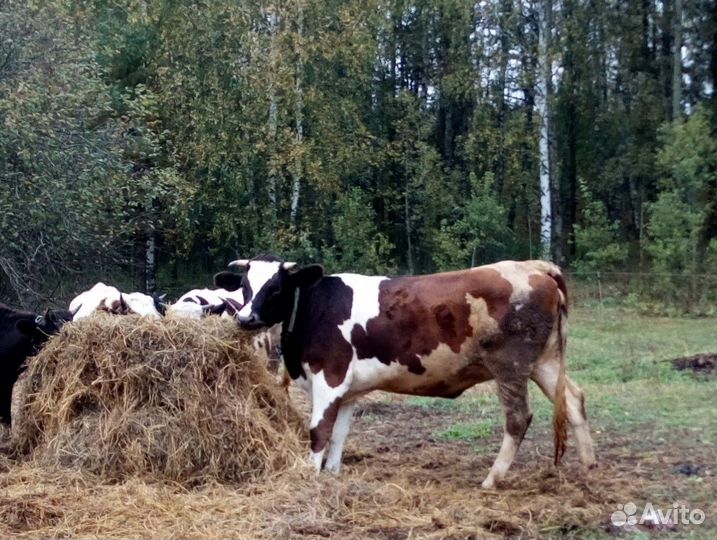 Телка стельная нетель