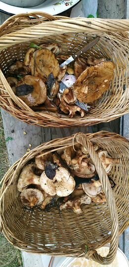 Участок 20 сот. (ИЖС)