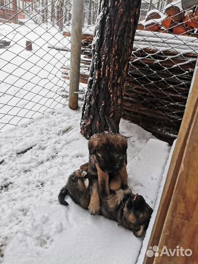 Продам щенков немецкой овчарки и кавказца