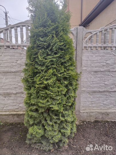 Туя.Торг уместен